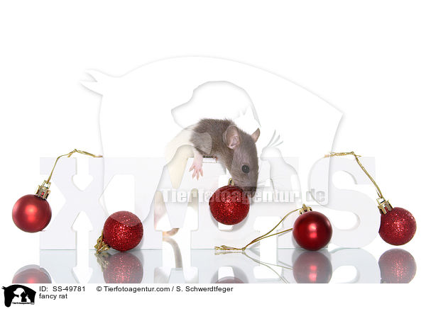 Farbratte / fancy rat / SS-49781