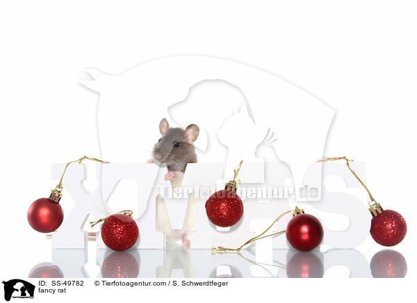 Farbratte / fancy rat / SS-49782
