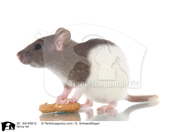 Farbratte / fancy rat / SS-49812