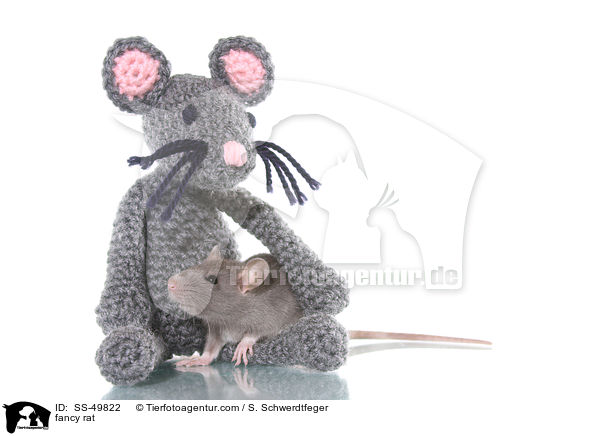 Farbratte / fancy rat / SS-49822