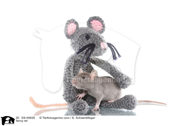 Farbratte / fancy rat / SS-49826