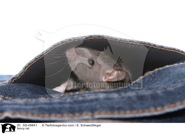 Farbratte / fancy rat / SS-49841
