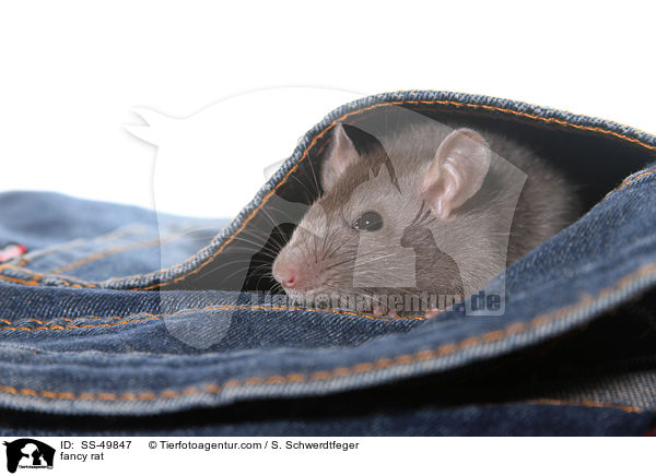 Farbratte / fancy rat / SS-49847