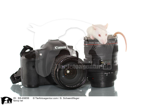 fancy rat / SS-49856
