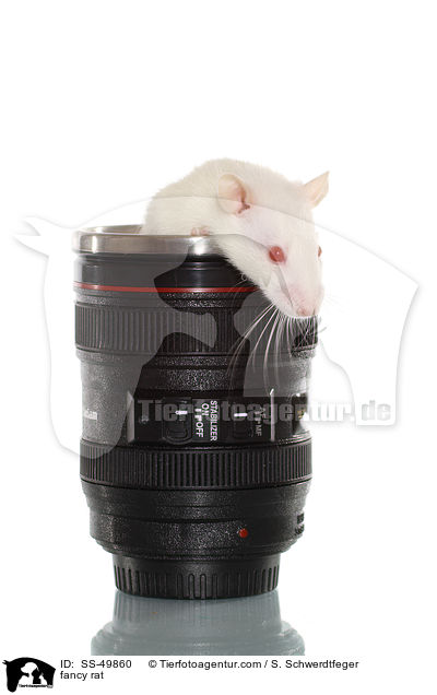 Farbratte / fancy rat / SS-49860