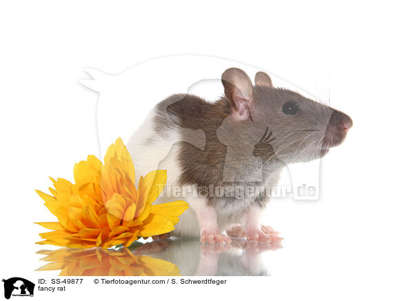 Farbratte / fancy rat / SS-49877