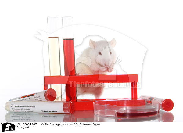 Farbratte / fancy rat / SS-54267