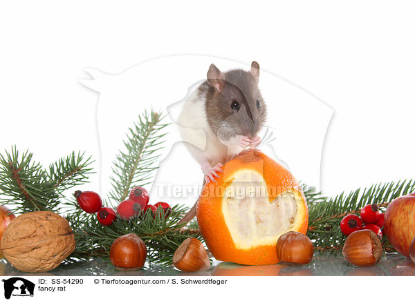 fancy rat / SS-54290