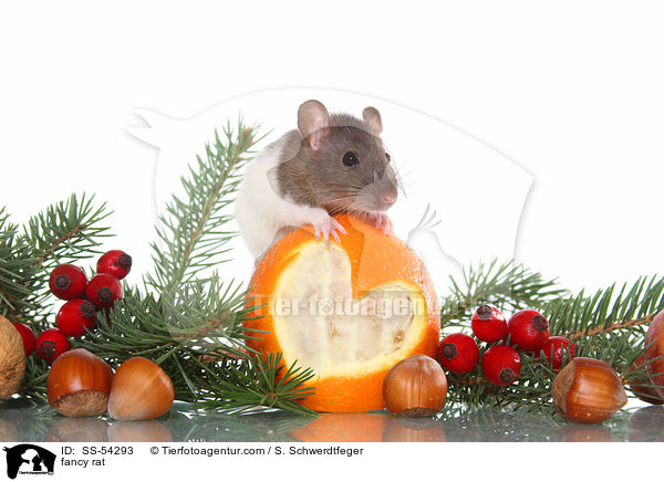 Farbratte / fancy rat / SS-54293