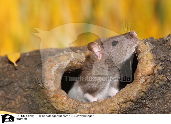 Farbratte / fancy rat / SS-54296
