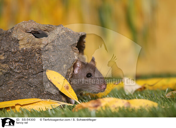 Farbratte / fancy rat / SS-54300