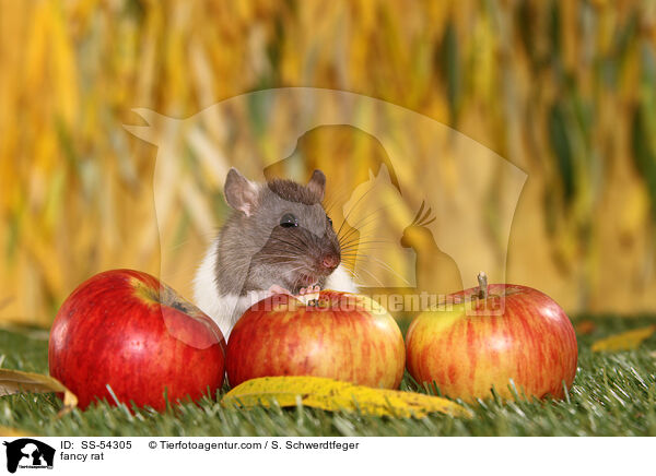 Farbratte / fancy rat / SS-54305