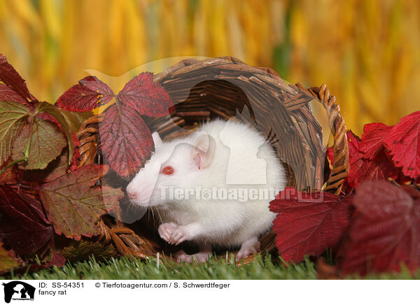 Farbratte / fancy rat / SS-54351