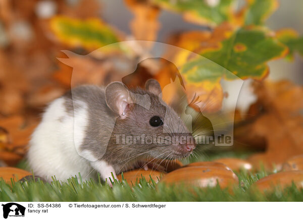 Farbratte / fancy rat / SS-54386