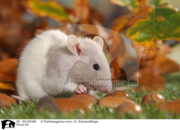 Farbratte / fancy rat / SS-54398