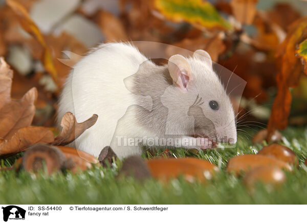 Farbratte / fancy rat / SS-54400