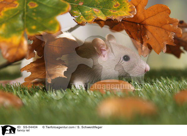 Farbratte / fancy rat / SS-54404