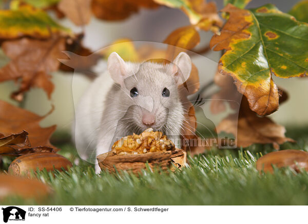 Farbratte / fancy rat / SS-54406