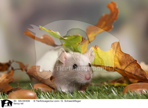 Farbratte / fancy rat / SS-54408