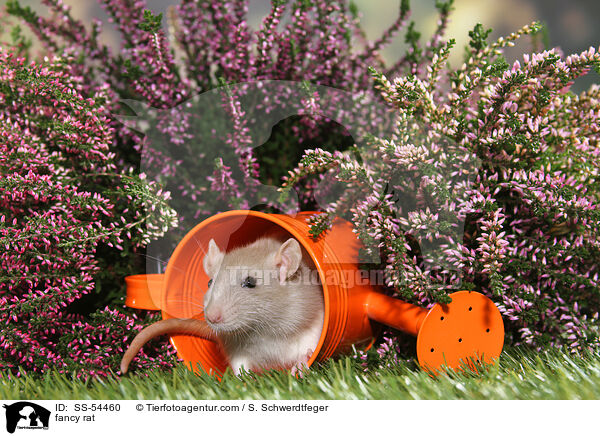 Farbratte / fancy rat / SS-54460