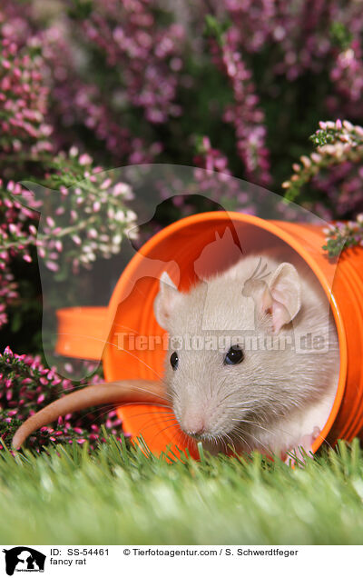 Farbratte / fancy rat / SS-54461