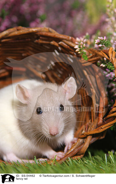 Farbratte / fancy rat / SS-54462