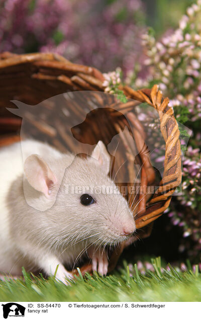 Farbratte / fancy rat / SS-54470