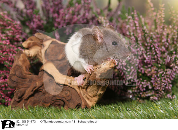 Farbratte / fancy rat / SS-54473