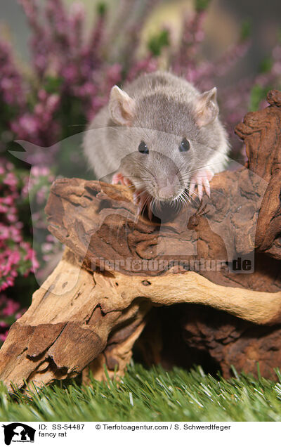 Farbratte / fancy rat / SS-54487