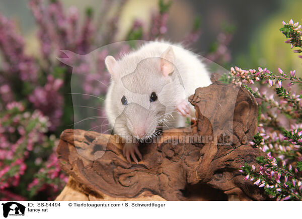 fancy rat / SS-54494