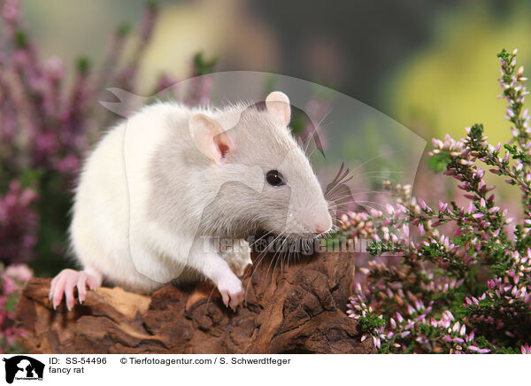 fancy rat / SS-54496
