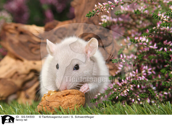 Farbratte / fancy rat / SS-54500