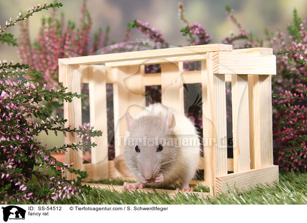 Farbratte / fancy rat / SS-54512