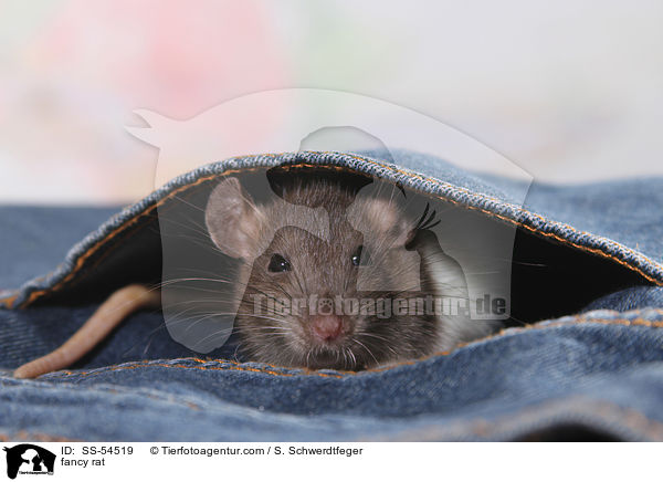 Farbratte / fancy rat / SS-54519
