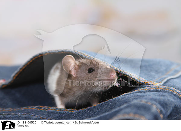 Farbratte / fancy rat / SS-54520