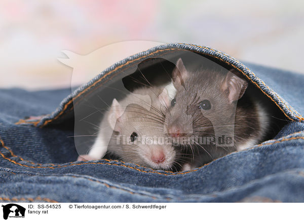 Farbratte / fancy rat / SS-54525