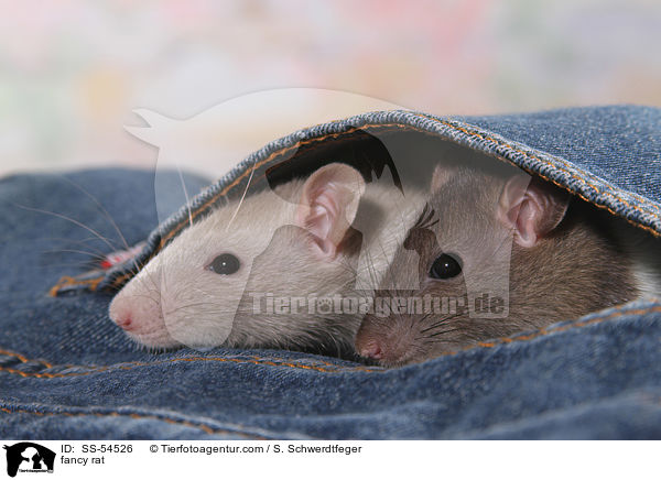 fancy rat / SS-54526