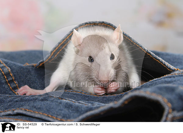 fancy rat / SS-54529