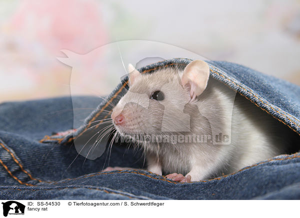 fancy rat / SS-54530