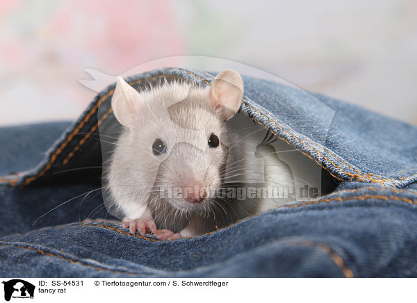Farbratte / fancy rat / SS-54531