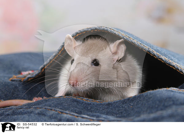 Farbratte / fancy rat / SS-54532