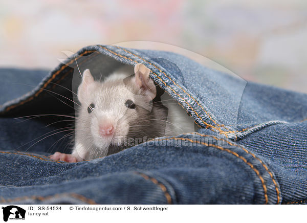 Farbratte / fancy rat / SS-54534