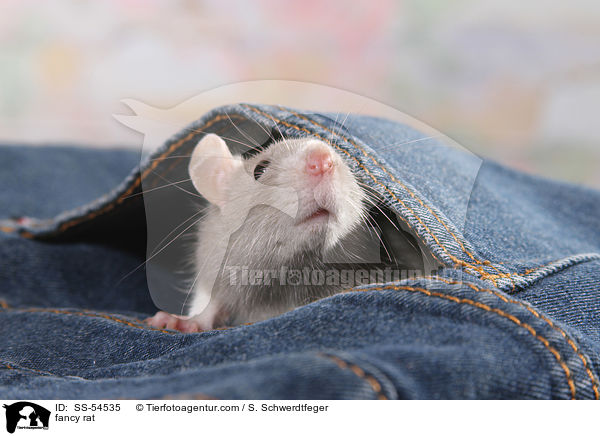 Farbratte / fancy rat / SS-54535