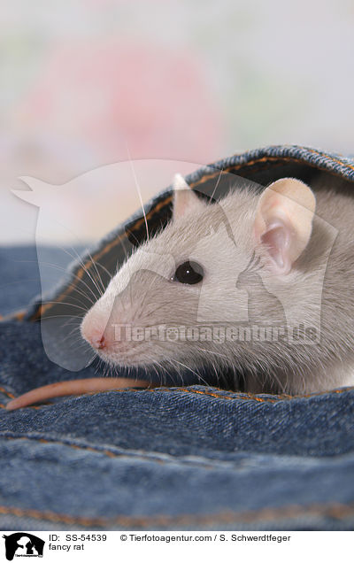 Farbratte / fancy rat / SS-54539