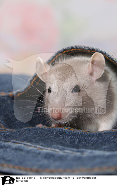 Farbratte / fancy rat / SS-54543