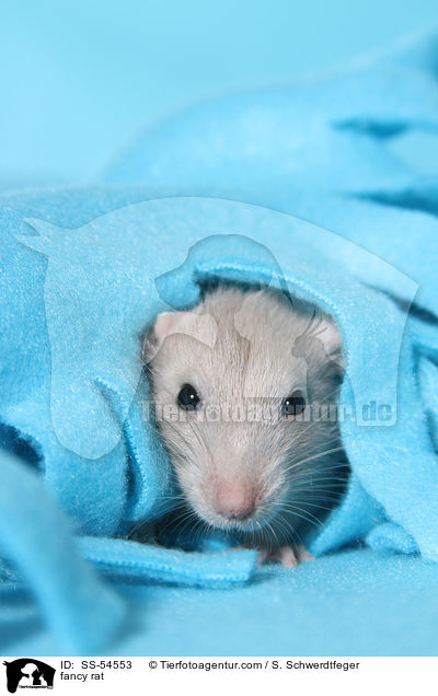 Farbratte / fancy rat / SS-54553