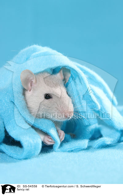 fancy rat / SS-54558