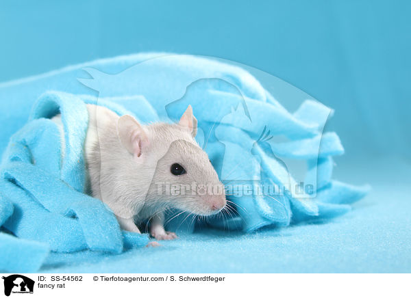Farbratte / fancy rat / SS-54562