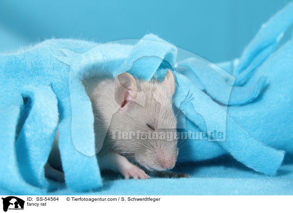 Farbratte / fancy rat / SS-54564