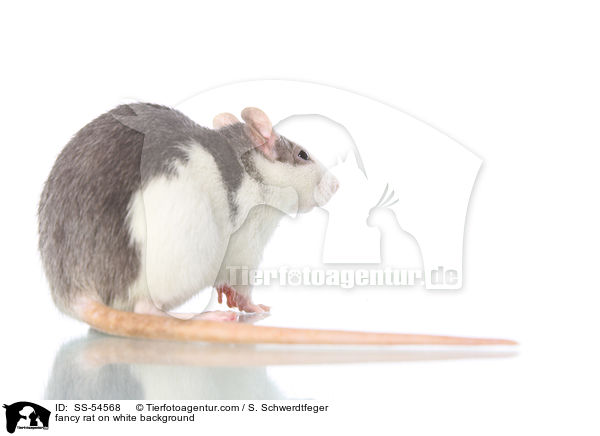 fancy rat on white background / SS-54568